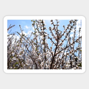 Branches with Tiny Pink Flowers Photograph Sticker